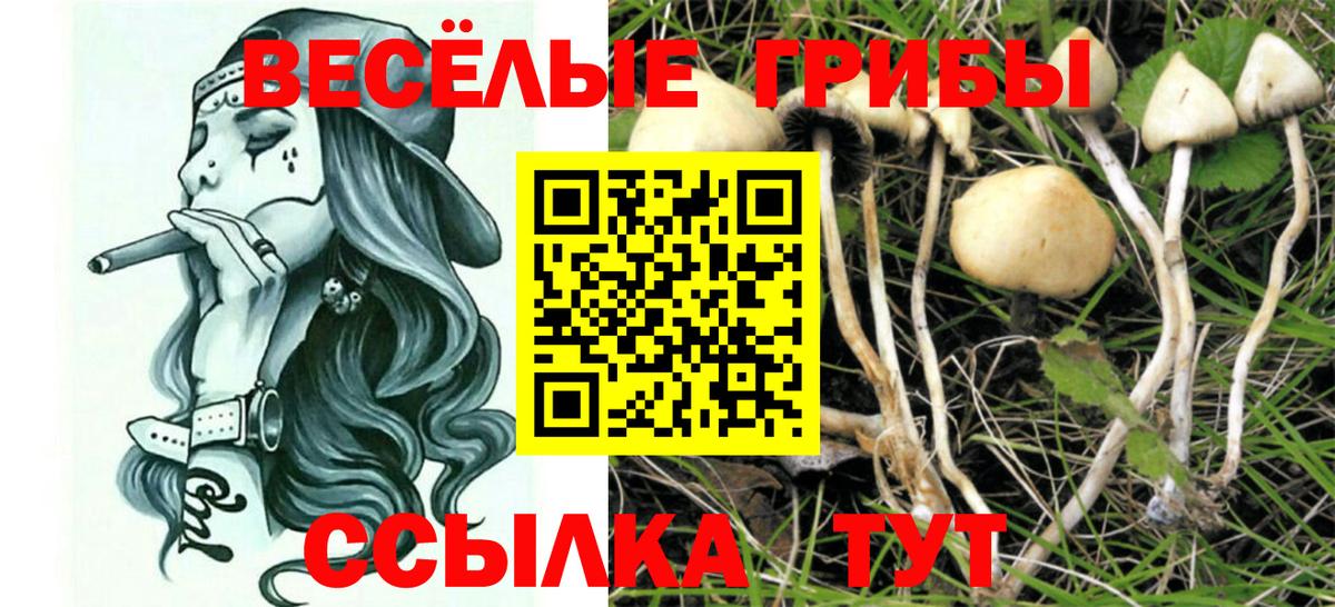 Урус-Мартан  Псилоцибиновые грибы Psilocybe  Вход с VPN  где можно купить наркотик  Псилоцибиновые грибы Magic Shrooms 